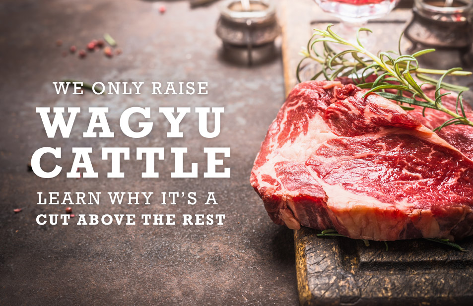 Wagyu and Angus Beef